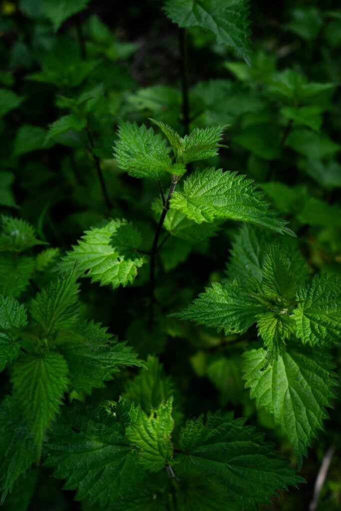 Nettles