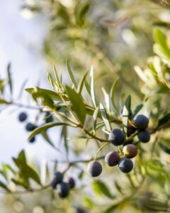 Olive Oil Blue Zone Diet