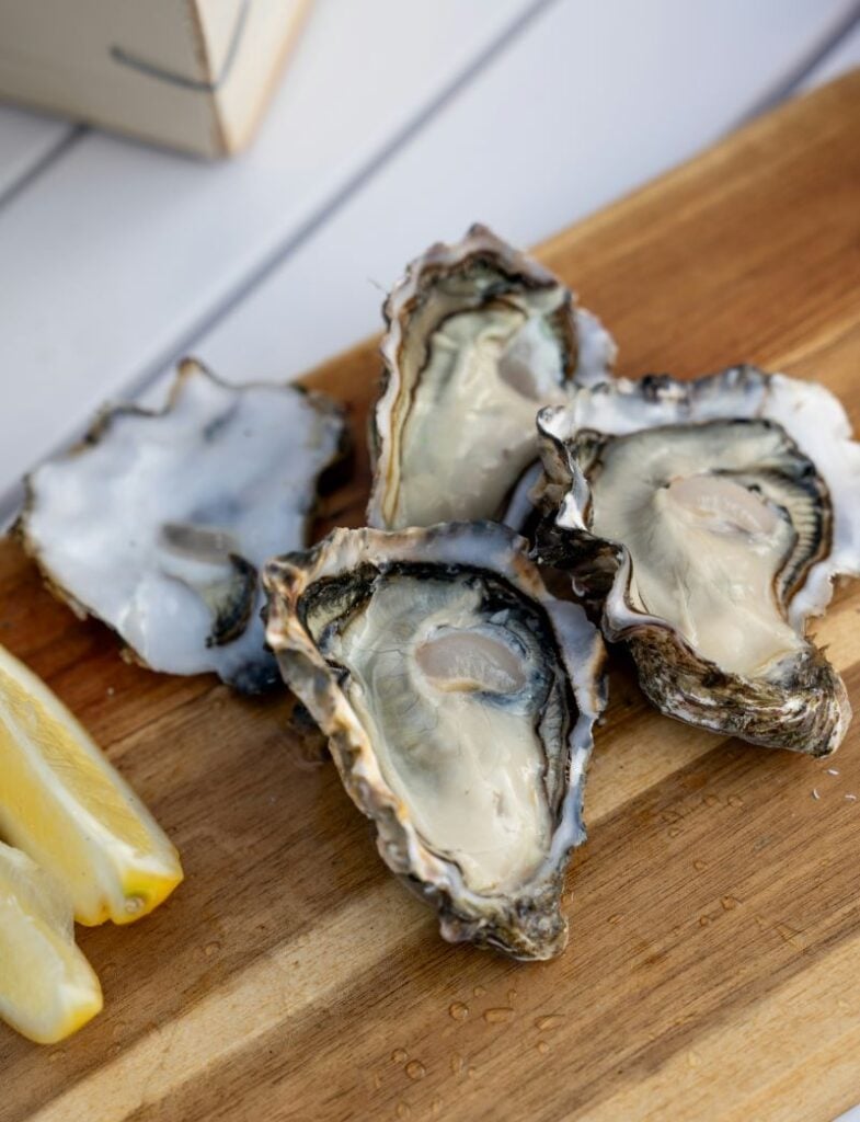Oysters